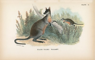 Kara Kuyruklu Wallaby by English School