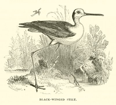 Kara Kanatlı Stilt (gravür) by English School