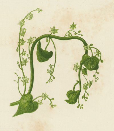 Siyah Bryony, Tamus Communis (renkli lito) by English School