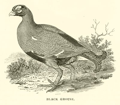 Kara Orman Tavuğu (gravür) by English School