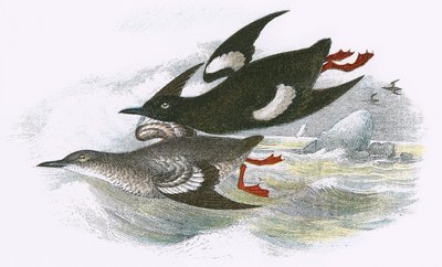 Kara Guillemot by English School