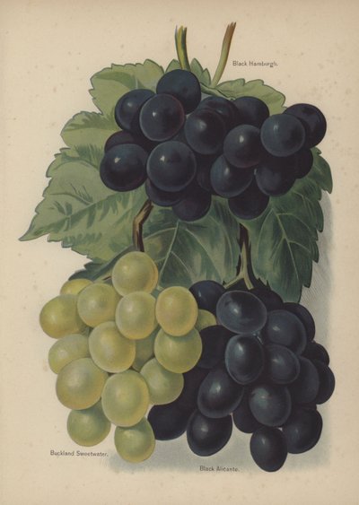 Siyah Hamburgh, Buckland Tatlısu, Siyah Alicante by English School