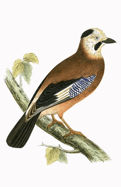 Kara Başlı Jay, Charles Robert Bree (1811-86) tarafından 