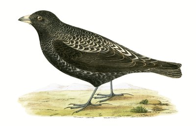 Kara Lark, Charles Robert Bree (1811-86) tarafından 