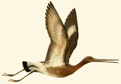 Siyah Kuyruklu Godwit by English School