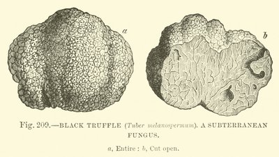 Kara Trüf (Tuber melanospermum); Bir yeraltı mantarı by English School