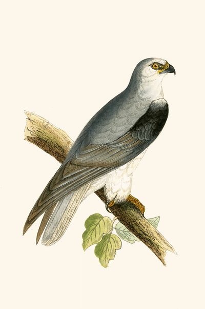 Kara Kanatlı Uçurtma, Charles Robert Bree (1811-86) tarafından 