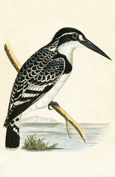 Siyah Beyaz Kingfisher, Charles Robert Bree (1811-86) tarafından 