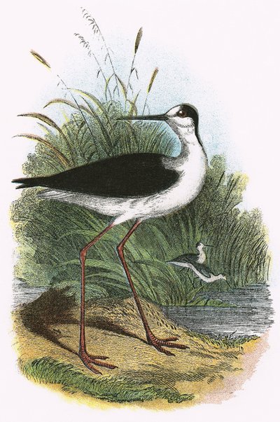 Siyah kanatlı Uzunbacak by English School