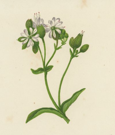 Mesane Kampı veya Catchfly, Silene Inflata (renkli lito) by English School