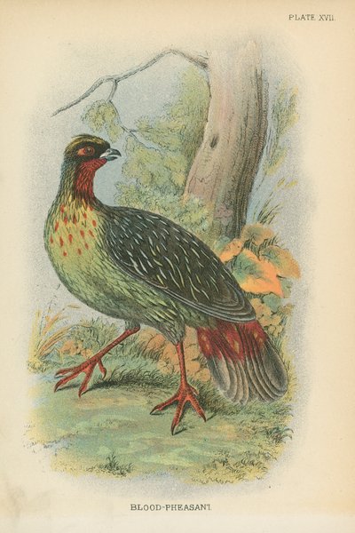 Kan-Sülün by English School