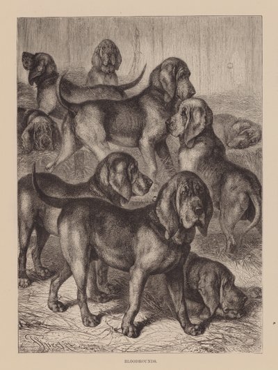 Bloodhounds (gravür) by English School