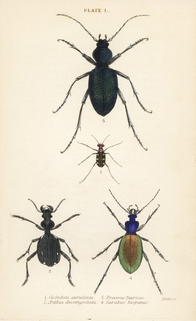Mavi benekli veya altın benekli kaplan böceği, Cicindela aurulenta 1, kılıç dişli yer böceği, Anthia decemguttata 2, dev menekşe yer böceği, Carabus scabrosus tauricus 3 ve yer böceği, Carabus hispanus 4 by English School