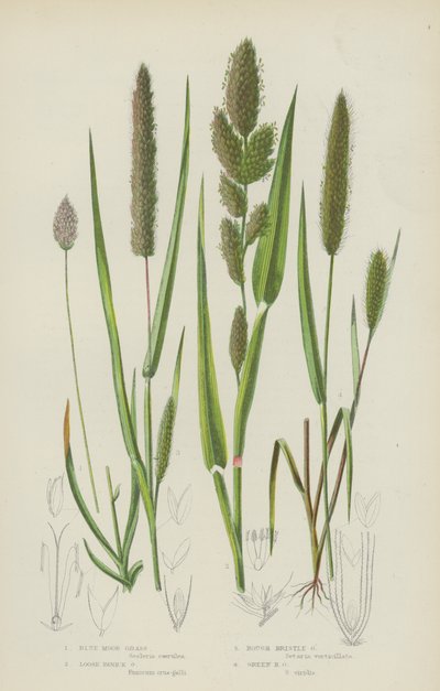 Mavi Bozkır Otu, Gevşek Panik Otu, Kaba Kıl Otu, Yeşil Kıl Otu (renkli litho) by English School