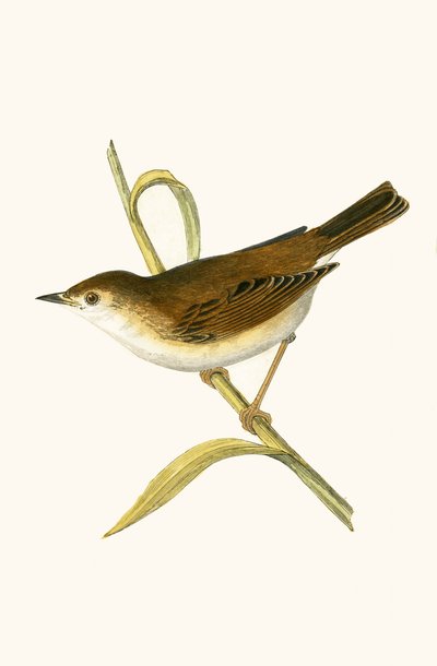 Booted Reed Warbler, Charles Robert Bree (1811-86) tarafından 