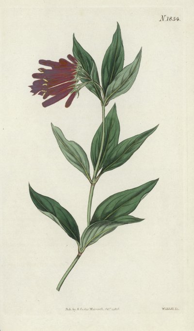 botanik gravür by English School