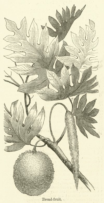 Ekmek-meyve (gravür) by English School