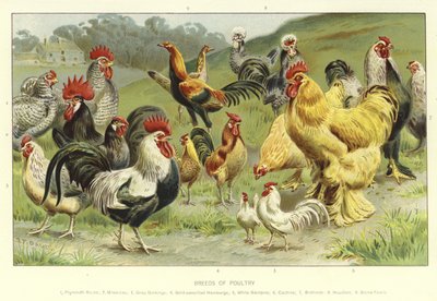 Kanatlı Irkları by English School