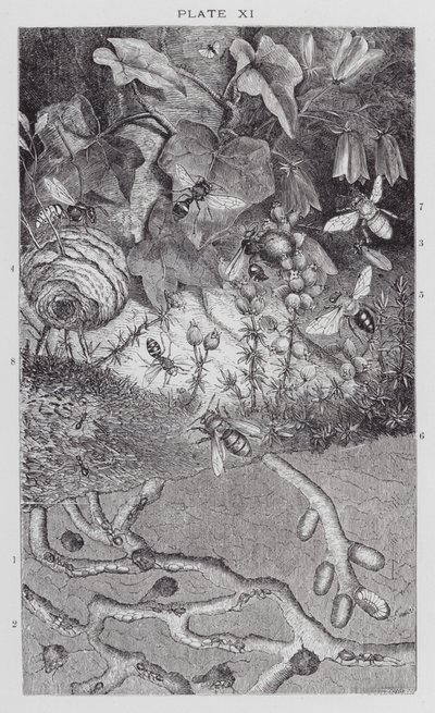 İngiliz Böcekleri: Karıncalar, Yaban Arıları ve Yalnız Arılar (gravür) by English School