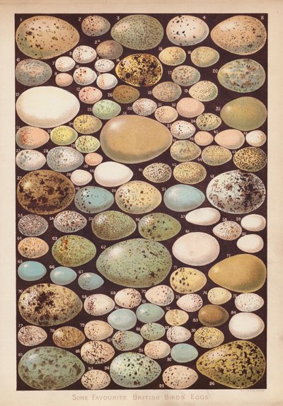 İngiliz kuşlarının yumurtaları (chromolitho) by English School