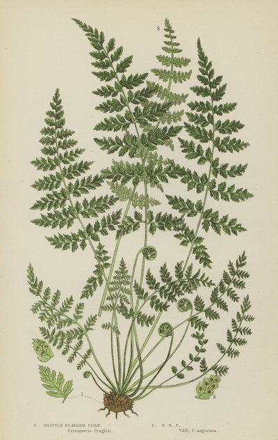 Gevrek Mesane Eğreltiotu (renkli taş) by English School