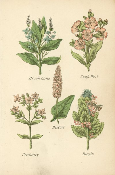 Brook Lime, Soap Wort, Bistort, Centuary, Bugle (renkli lito) by English School