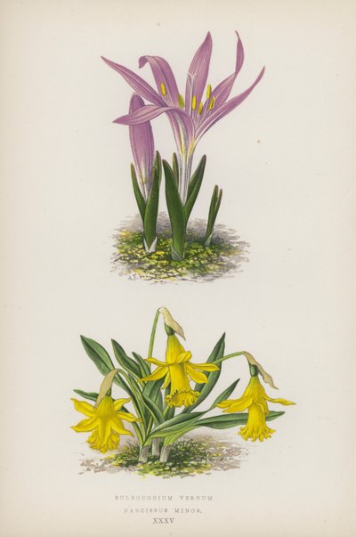 Bulbocodium Vernum; Narcissus Minor (renkli lito) by English School
