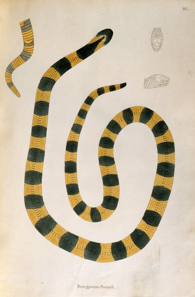 Bungarum Pamah Yılanı, Patrick Russell, Londra, 1796 tarafından Coromandel Sahili