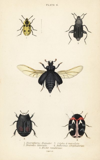 Gömme böceği, Nicrophorus humator 1, leş böcekleri, Necrodes littoralis 2, Dendroxena quadrimaculata 3, halı böceği, Anthrenus scrophulariae 4 ve Hister quadrimaculatus var by English School