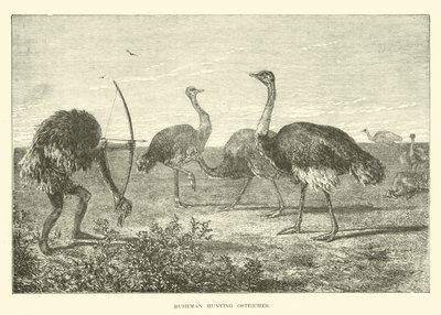 Bushman av devekuşları by English School