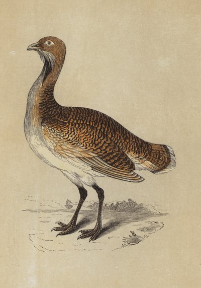 Bustard (renkli lito) by English School