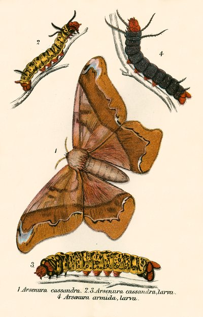 Hamwe nundi barwanye, 1930s urki by English School