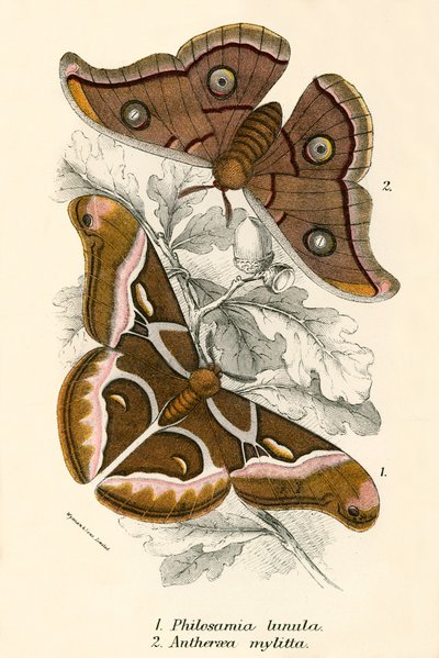 kelebekler by English School