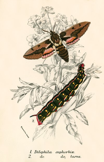 kelebekler by English School