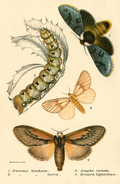 kelebekler by English School