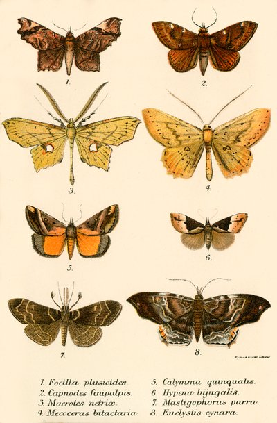 kelebekler by English School