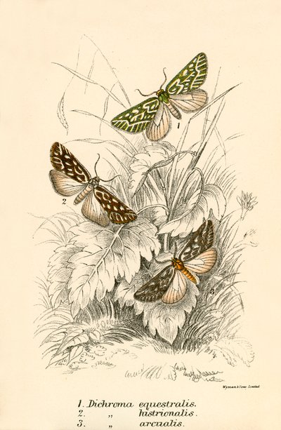 kelebekler by English School