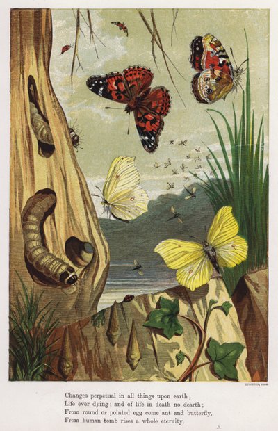 Kelebekler ve tırtıllar (renkli gravür) by English School