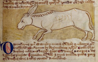 CCA-LitMs/D/10 fol. 10r Eşek, Bestiary