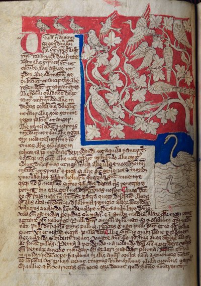 CCA-LitMs/D/10 fol. 12v Kuşlar, Bestiary