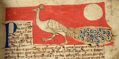 CCA-LitMs/D/10 fol. 22r Tavuskuşu, Bestiary