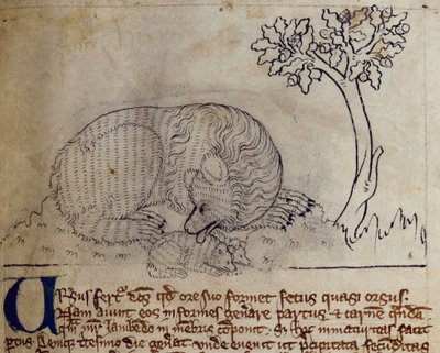 CCA-LitMs/D/10 fol. 3r Ayı, Bestiary