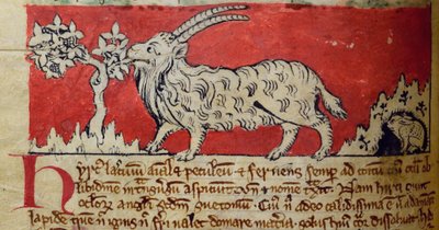 CCA-LitMs/D/10 fol. 8v Keçi, Bestiary