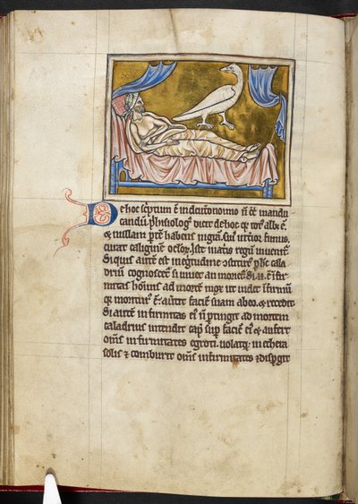 Caladrius kuşu - Bestiary, Kraliyet MS 12 C XIX, f.47v by English School