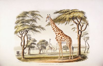 kamelopardalis zürafa by English School