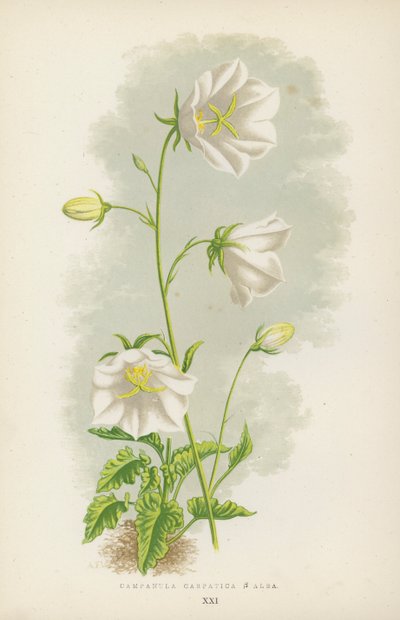 Campanula Carpatica B Alba (renkli taş) by English School