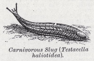 Etçil sümüklü böcek, Testacella haliotidea (lito) by English School