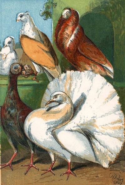 Taşıyıcı, kuyruk ve süslü güvercinler by English School