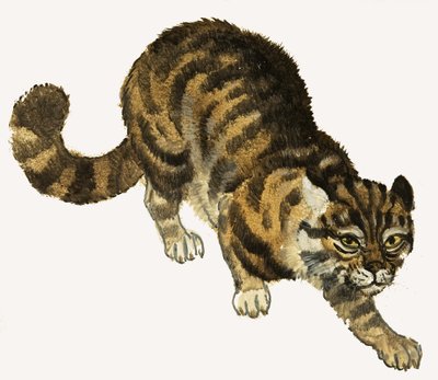 Kedi by English School