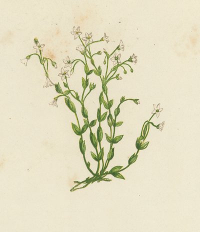 Katartik Keten, Linum Catharticum (renkli lito) by English School